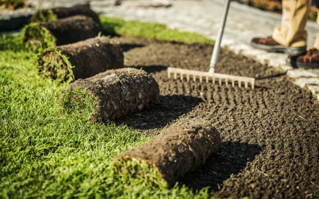 Sod vs. Seed: Which Is the Better Choice for a New Lawn?